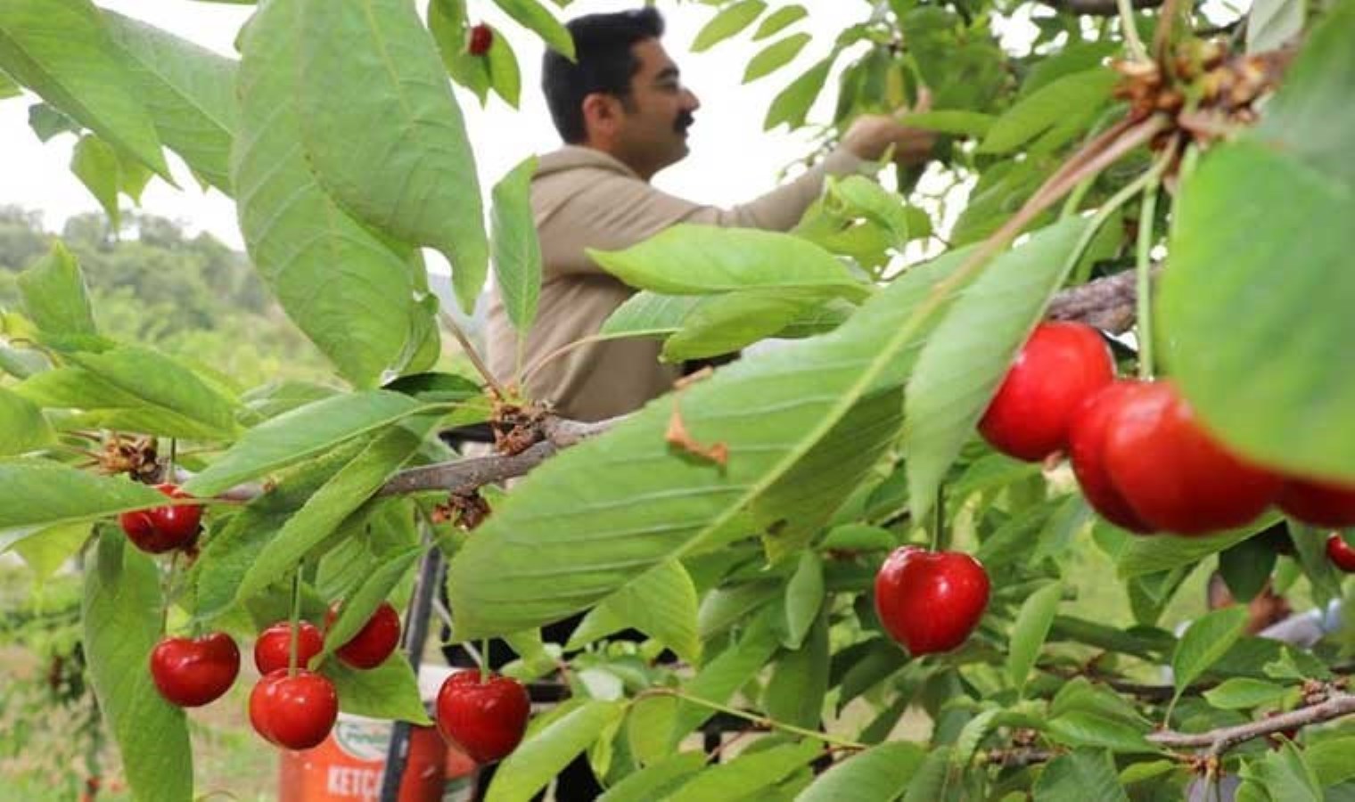 Manisa’da kırmızı altın hasadı: Kilosu 3 bin 500 TL