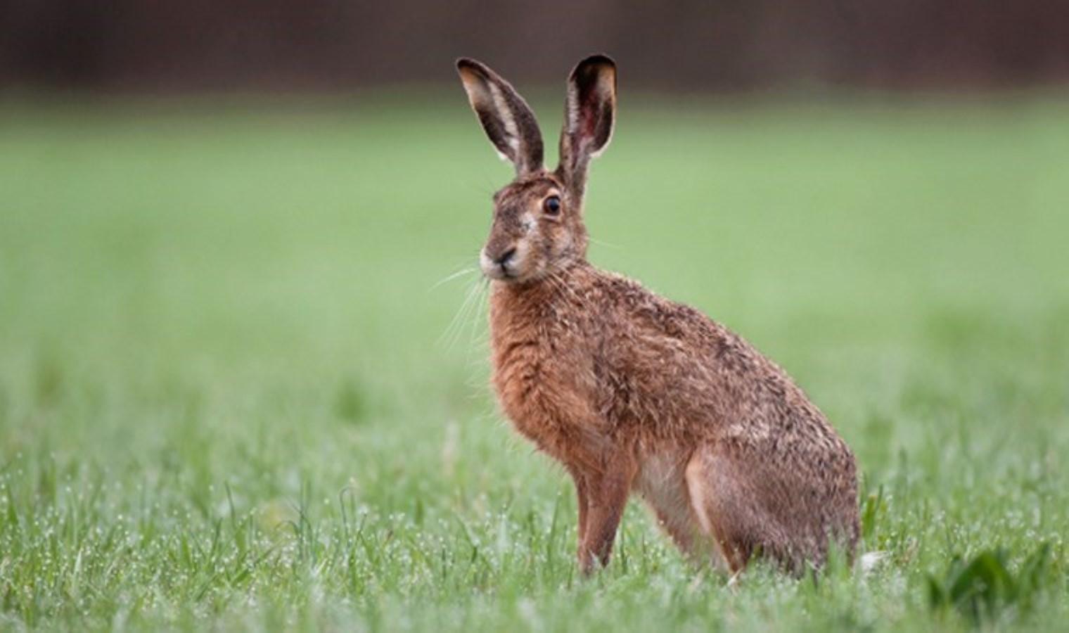 Manisa’da yaban tavşanı avlayan çobana 24 bin 355 lira ceza verildi