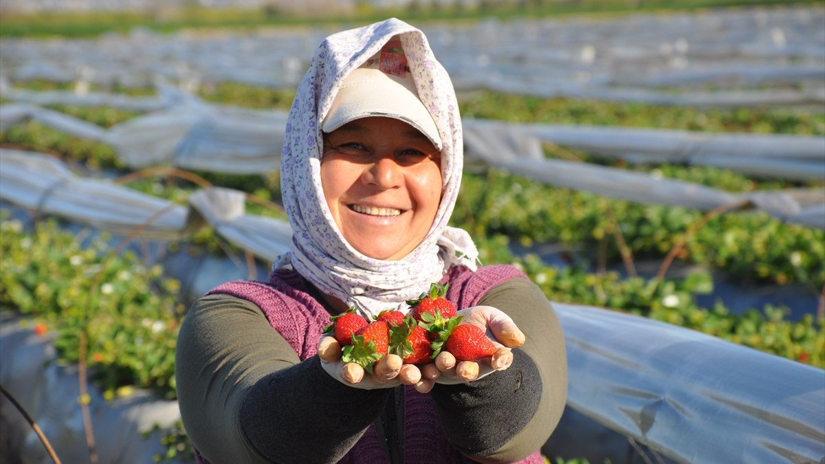Mersin seralarında Silifke çileği mesaisi sürüyor