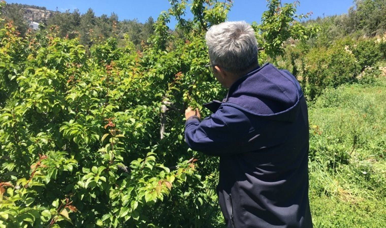 Mersin’de hasat geç başladı: Kilosu 400 TL…