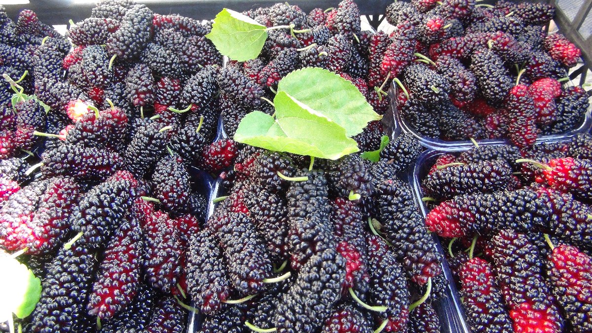 Mersin’de yetişen karadutun yüzde 70’i ihraç ediliyor