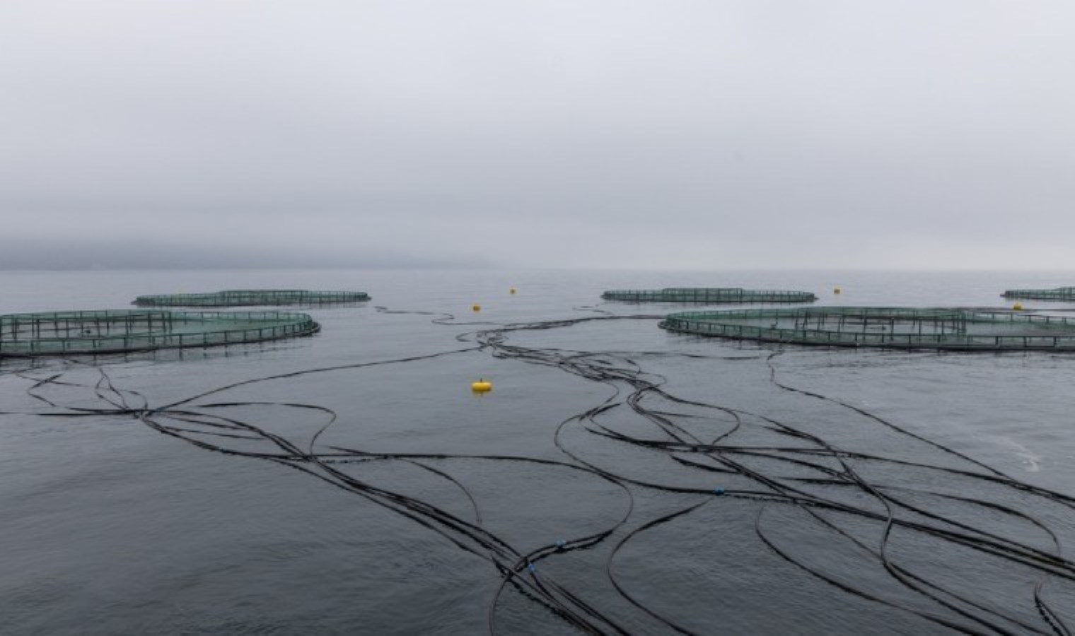 Metro Türkiye, Türk Somonu’nu tezgahlara taşımaya başladı:  “Gelecek nesillere bırakılması gereken değer”