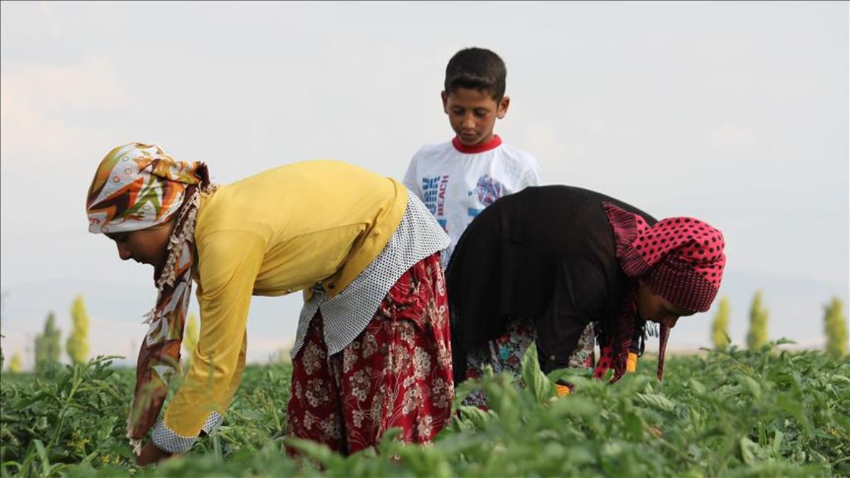 Mevsimlik işçilerde en yüksek günlük ücret Rize’de