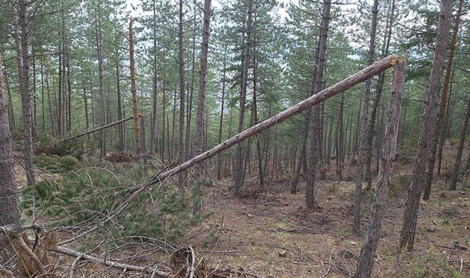 Mudurnu’nun yükseklerinde kar yükünü taşıyamayan binlerce ağaç devrildi