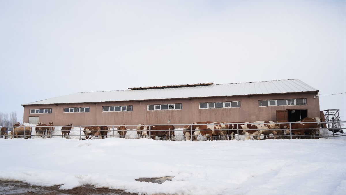 Muş’ta 130 büyükbaş hayvan ile 1 ton süt üretiyor