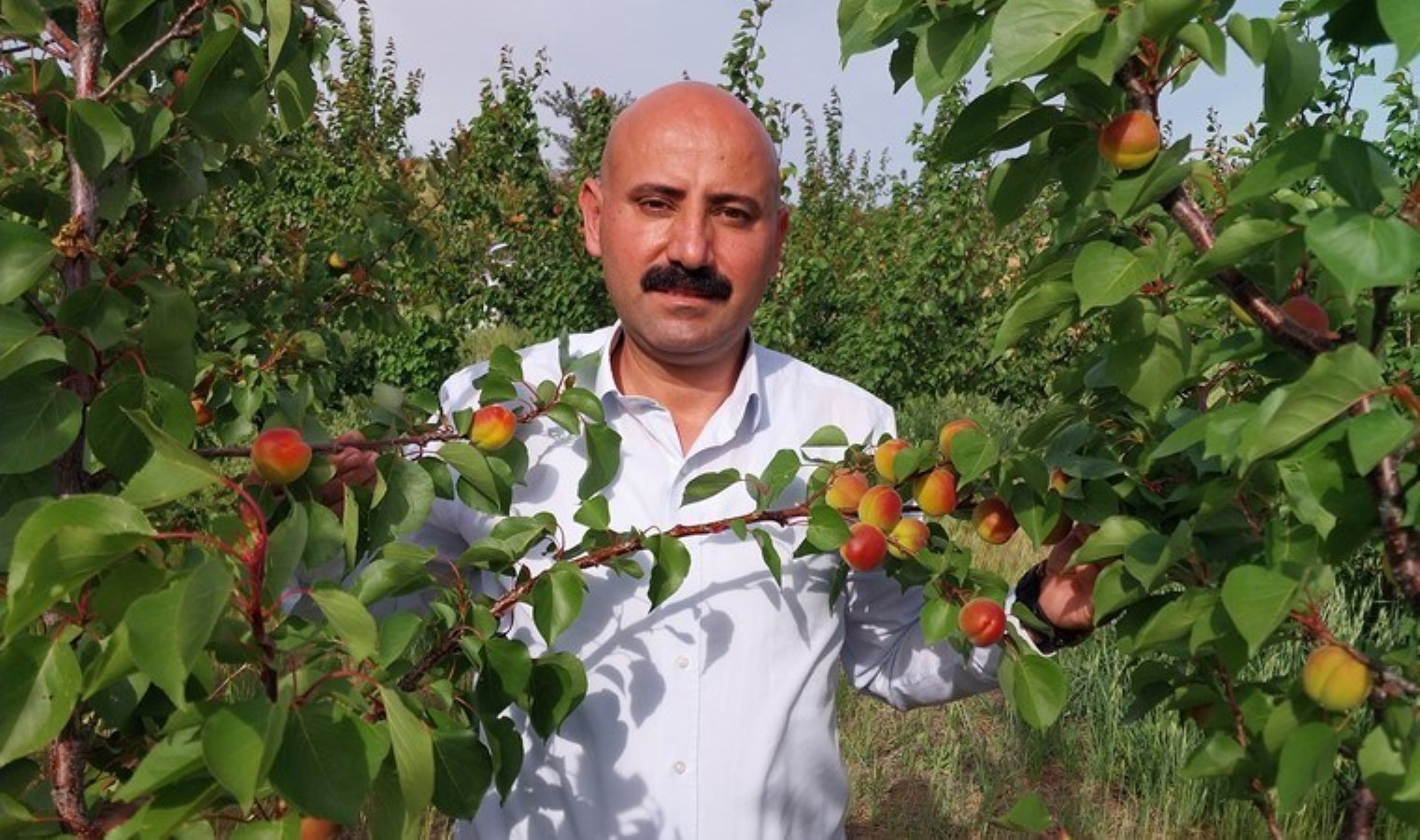 Mut’ta ilk hasat yapıldı: 77 bin 800 dekar alanda yetişti! İlk mahsul 500 TL..