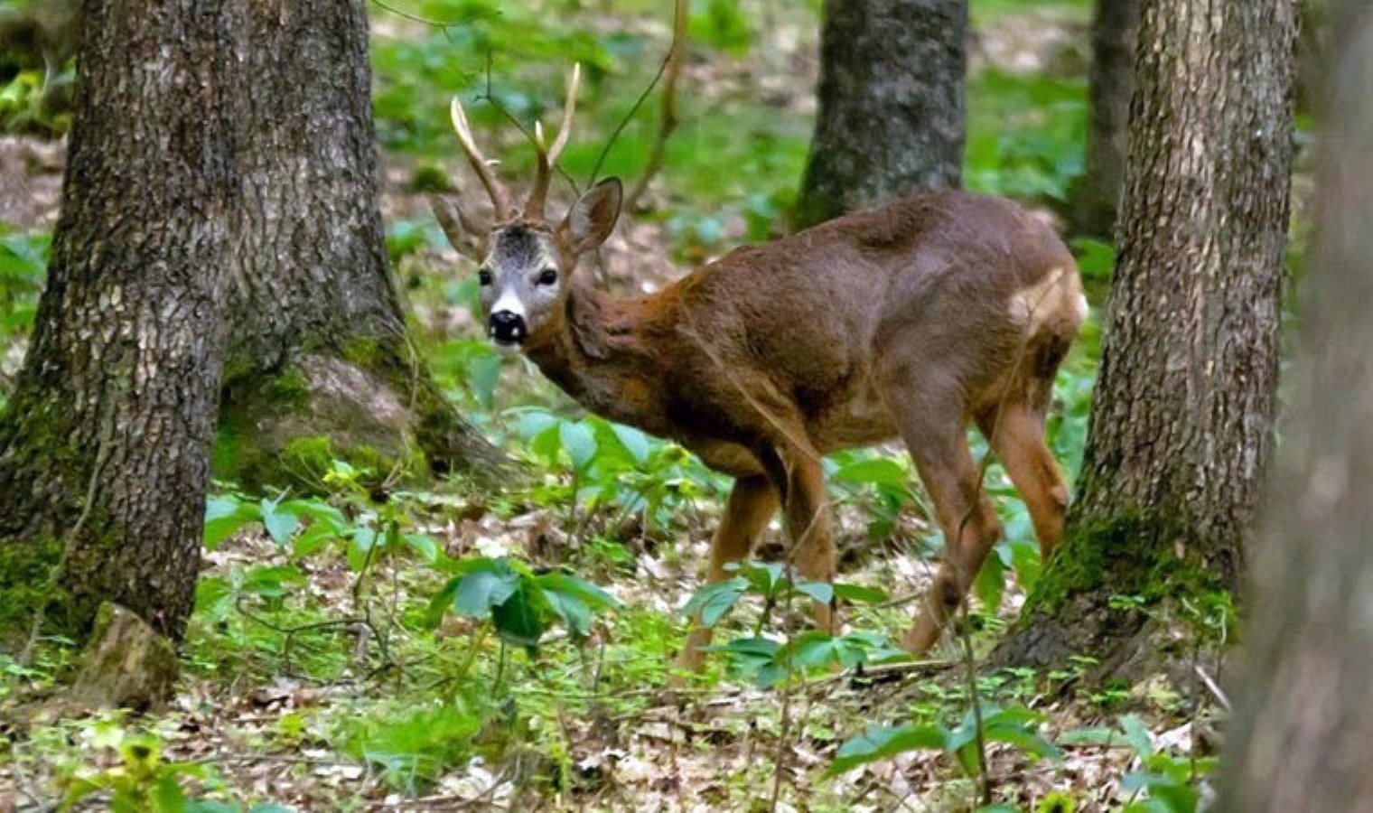 Nesli tehlikedeki 312 yaban hayvanı yetiştirildi