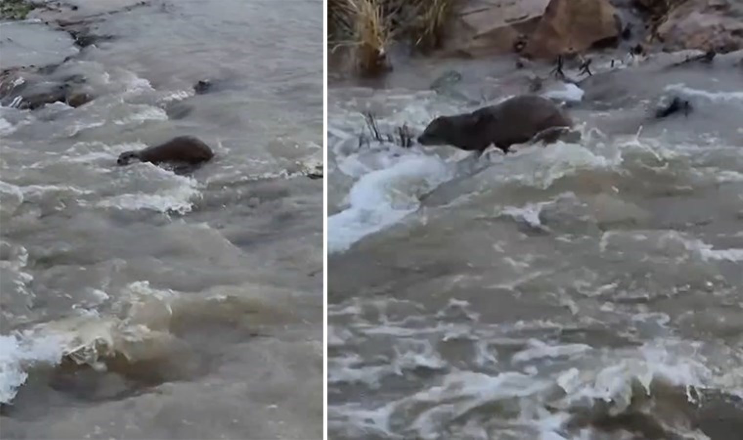 Nesli tükeniyor! Kızılırmak’ta su samuru görüntülendi