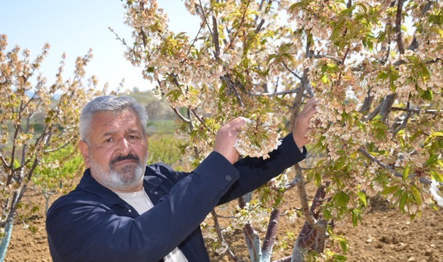 Önümüzdeki ay hasadı yapılacaktı: Rekolte yok!