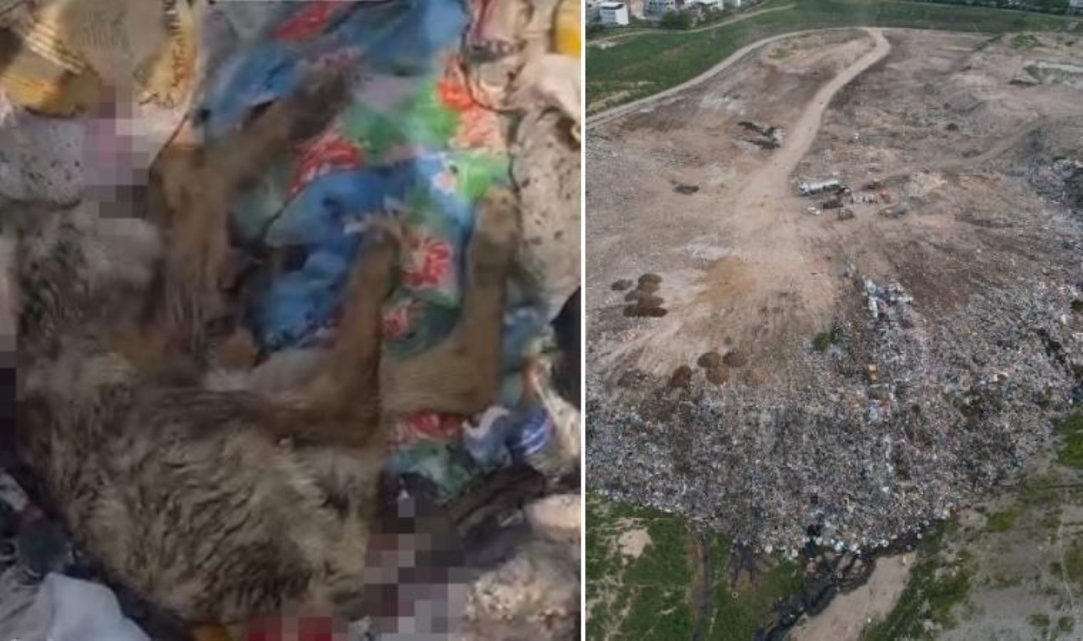 Osmangazi Belediyesi’nden hayvan katliamına açıklama: ‘Organize bir operasyon’