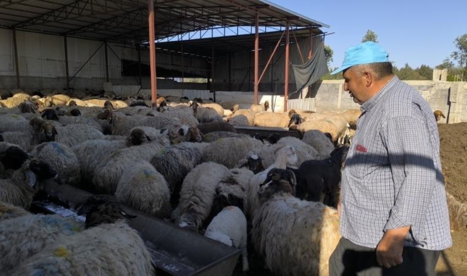 Osmaniyeli besici: ‘Kurbanlık canlı hayvanın kilosu bu yıl en az 400-450 lira olmalı’