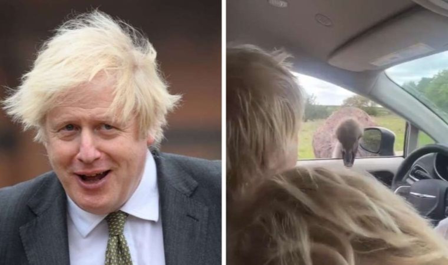 Safari macerası ters tepti: Boris Johnson’a devekuşu saldırısı