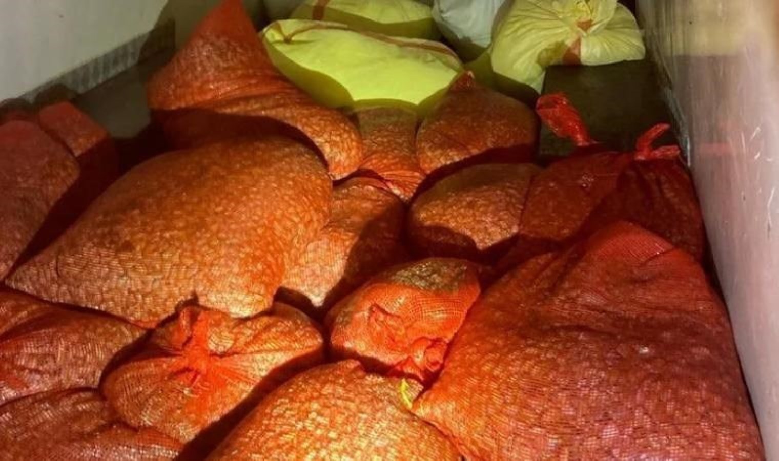 Samsun’da 1 ton kaçak kum midyesi ele geçirildi