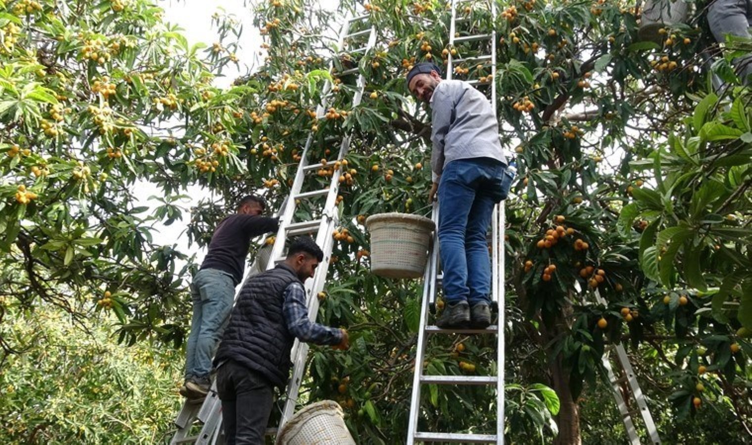 ‘Sarı altın’ olarak biliniyor, 50 TL’den satılıyor: Mersinde hasadı başladı!