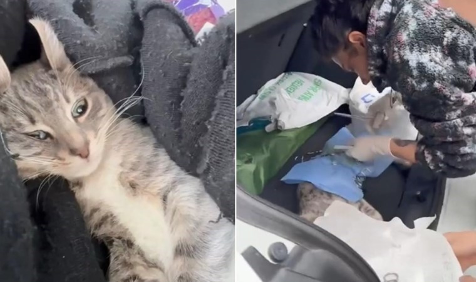 Sarıyer’de veteriner depreme ameliyatta yakalandı!