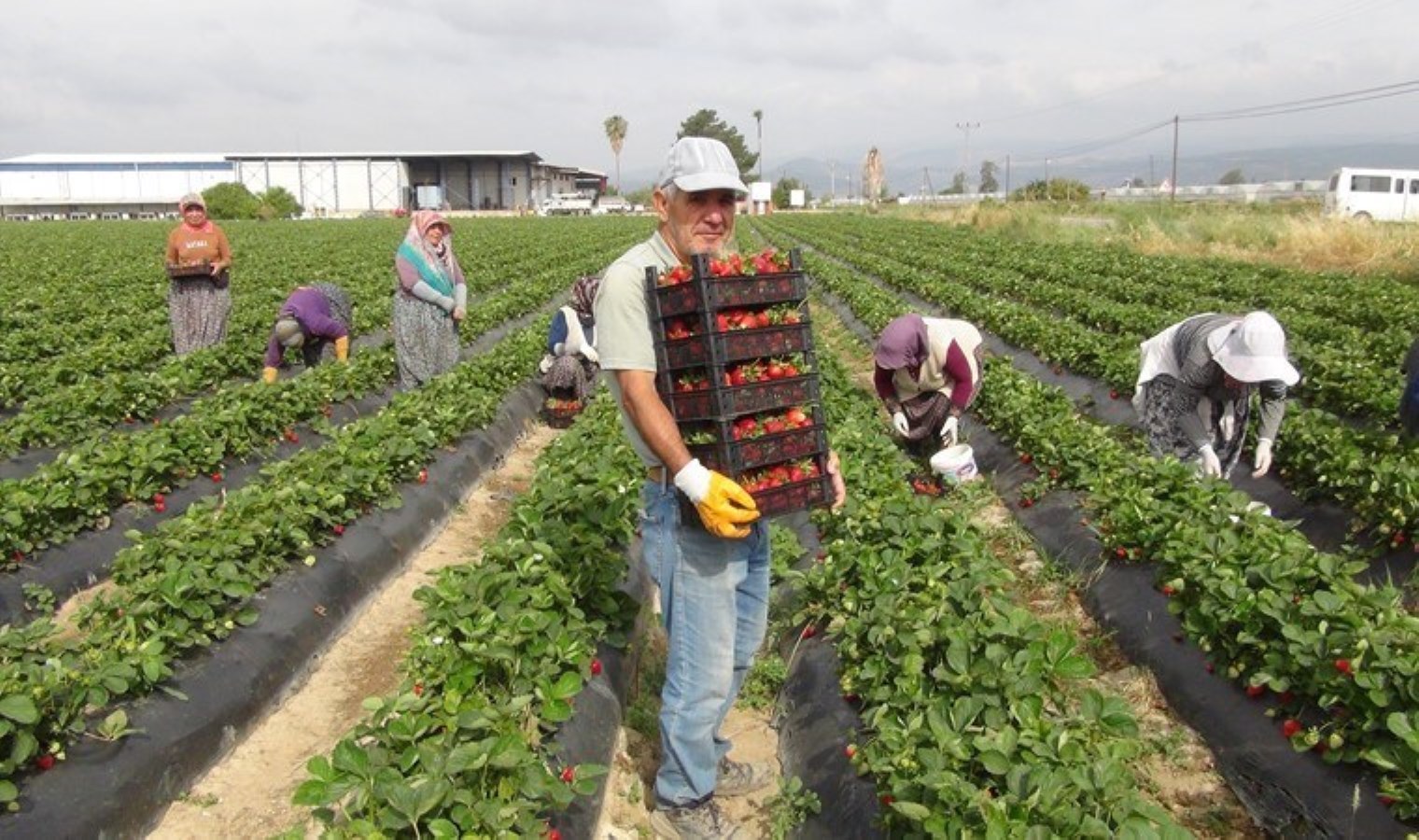 Silifke’de hasat başladı: 50 bin ton rekolte bekleniyor! 90 TL’ye ihraç ediliyor….
