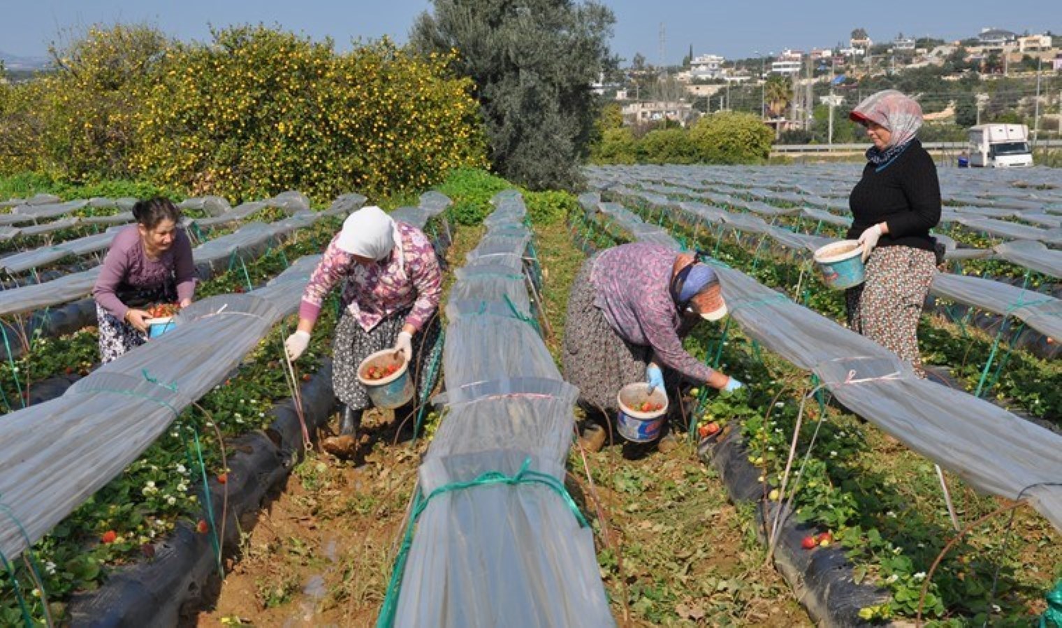 Silifke’de hasat başladı: 50 bin ton rekolte bekleniyor! Kilosu 110 liradan satılacak…