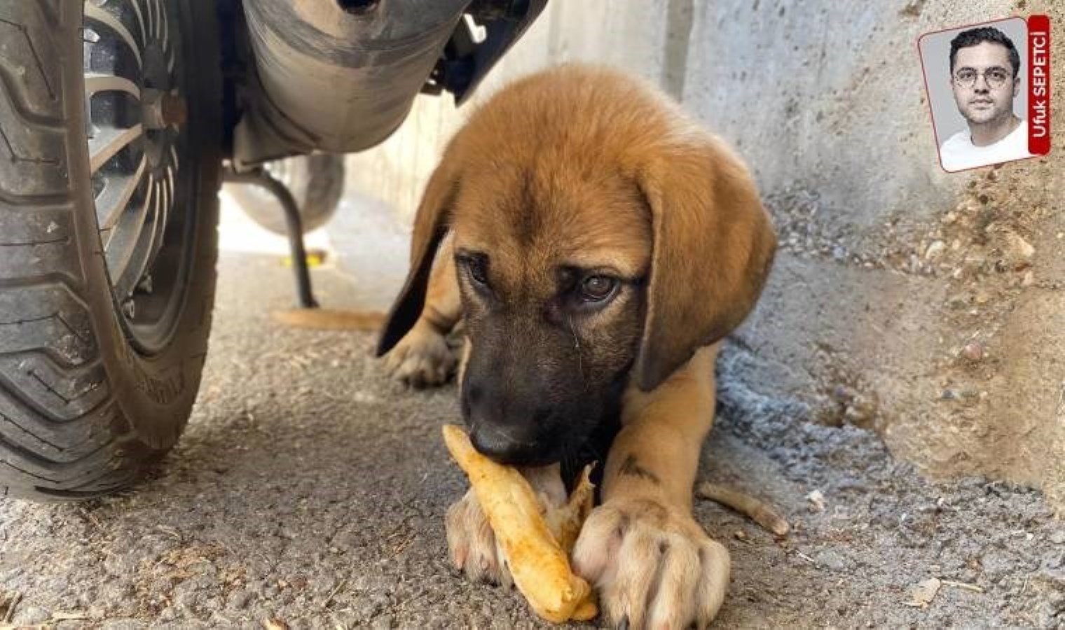 Sokak hayvanları genelgesi ‘baskısı’: ‘Türkiye Cumhuriyeti genelgelerle yönetilemez’