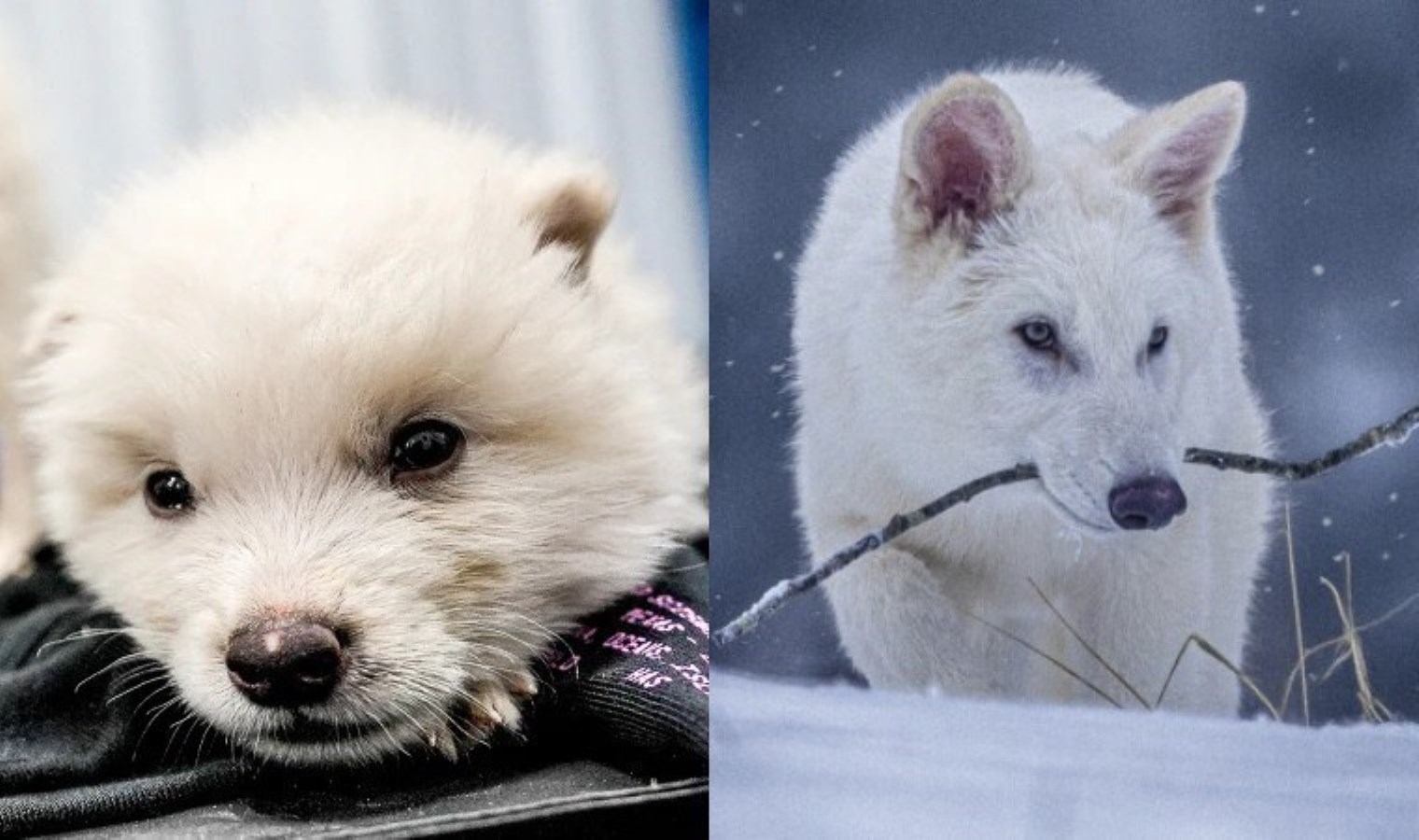 Soyu 10 bin yıl önce tükenmişti: Laboratuvarda yeniden hayat buldu