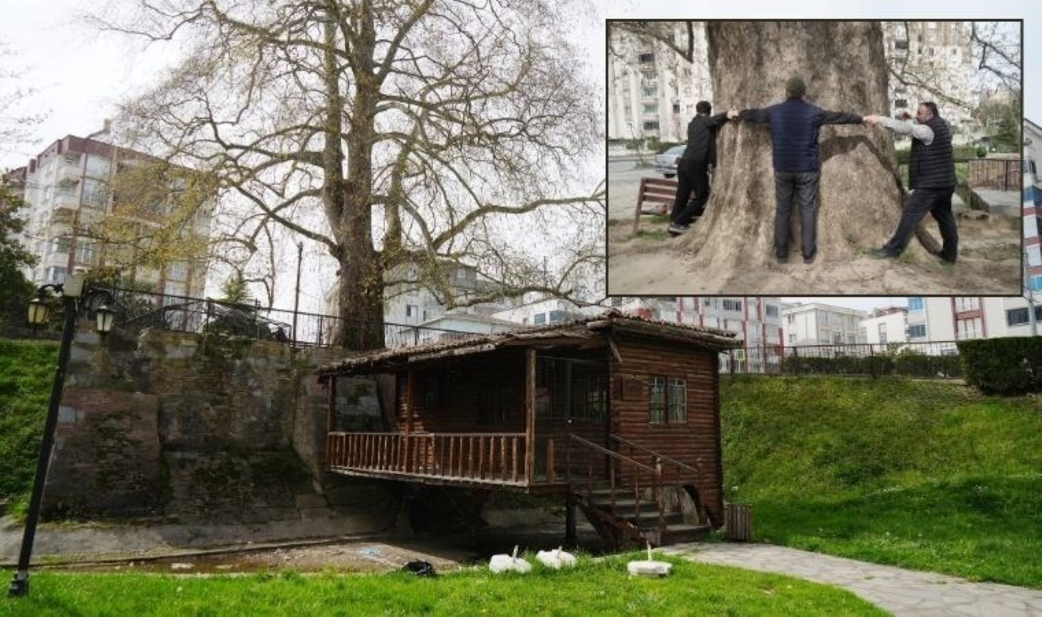 Tarihe tanıklık eden 601 yıllık anıt ağaç  Çarşamba’nın merkezini süslüyor