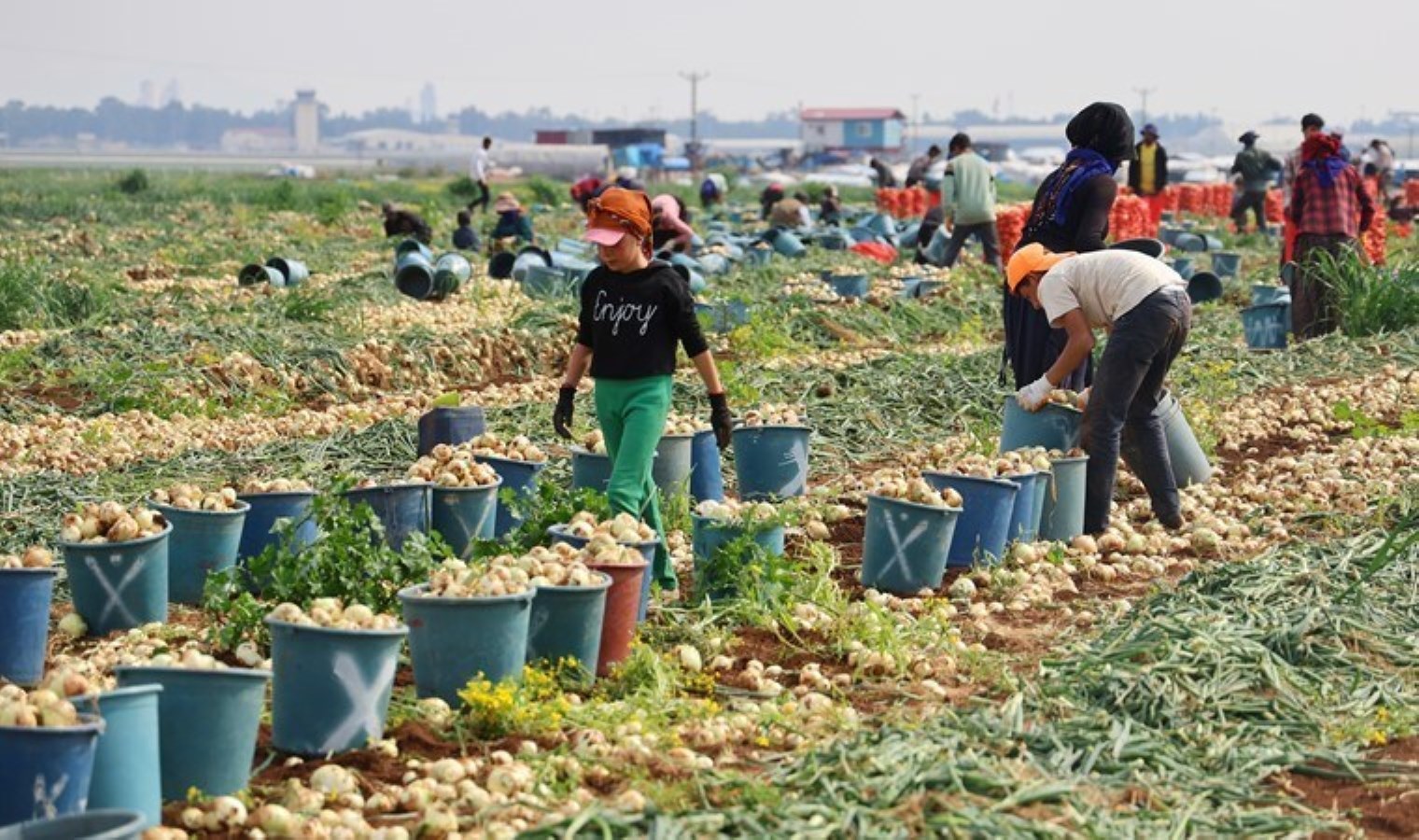 Tarlada fiyatı 7 liraya düştü: 1 dönüme maliyeti 35 bin lira…