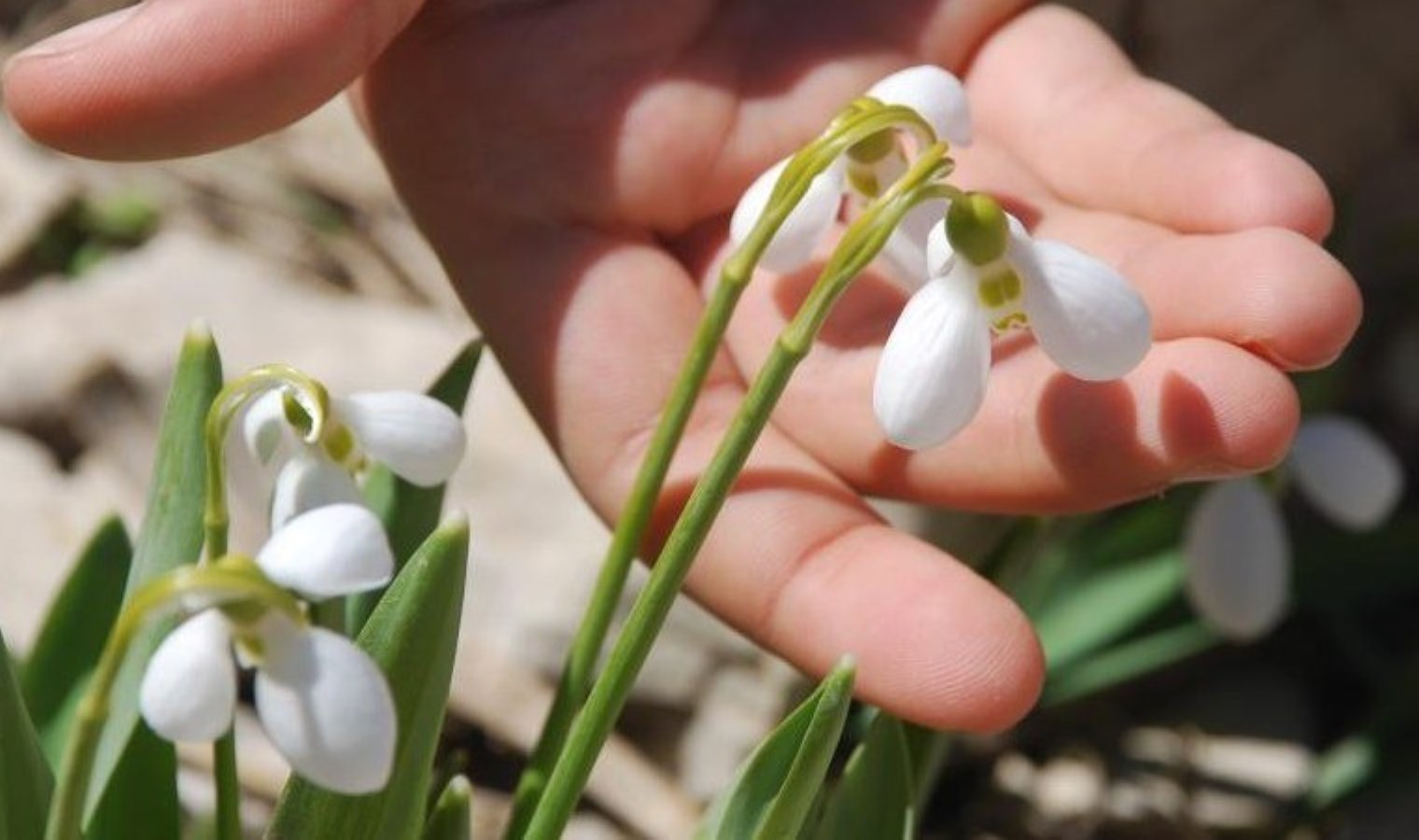 Toros Dağlarının beyaz gelinliği: İlaç sanayisinde kullanılıyor!  5 yıl boyunca hasadı yasak!
