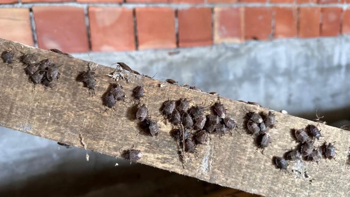 Trabzon’da kahverengi kokarca kış uykusundan erken uyandı! Samuray arıları doğaya salındı