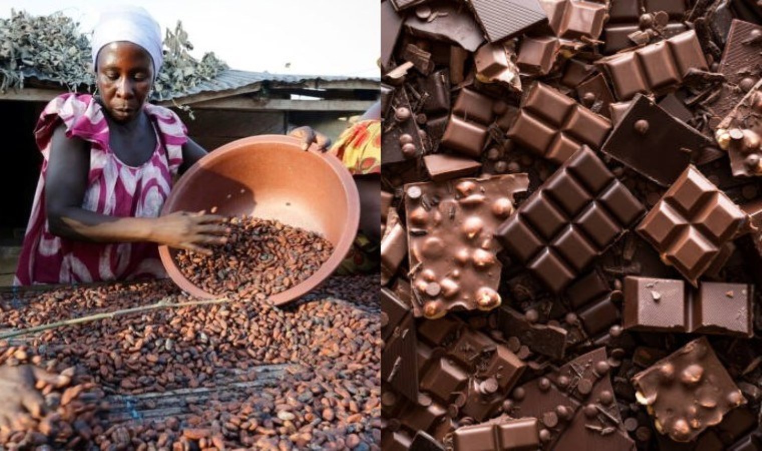 Trump’ın tarifeleri kakao piyasasını vurdu: Çikolata krizi kapıda!