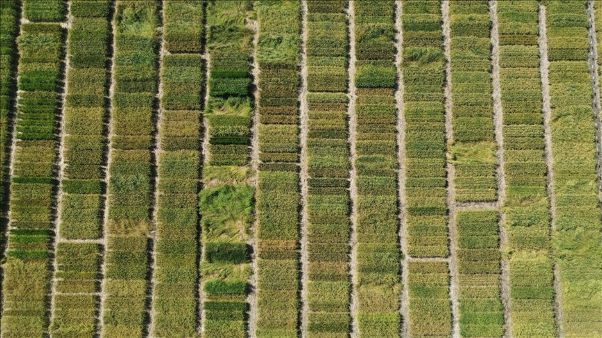 Türkiye’de en fazla çeltik Edirne’de üretiliyor