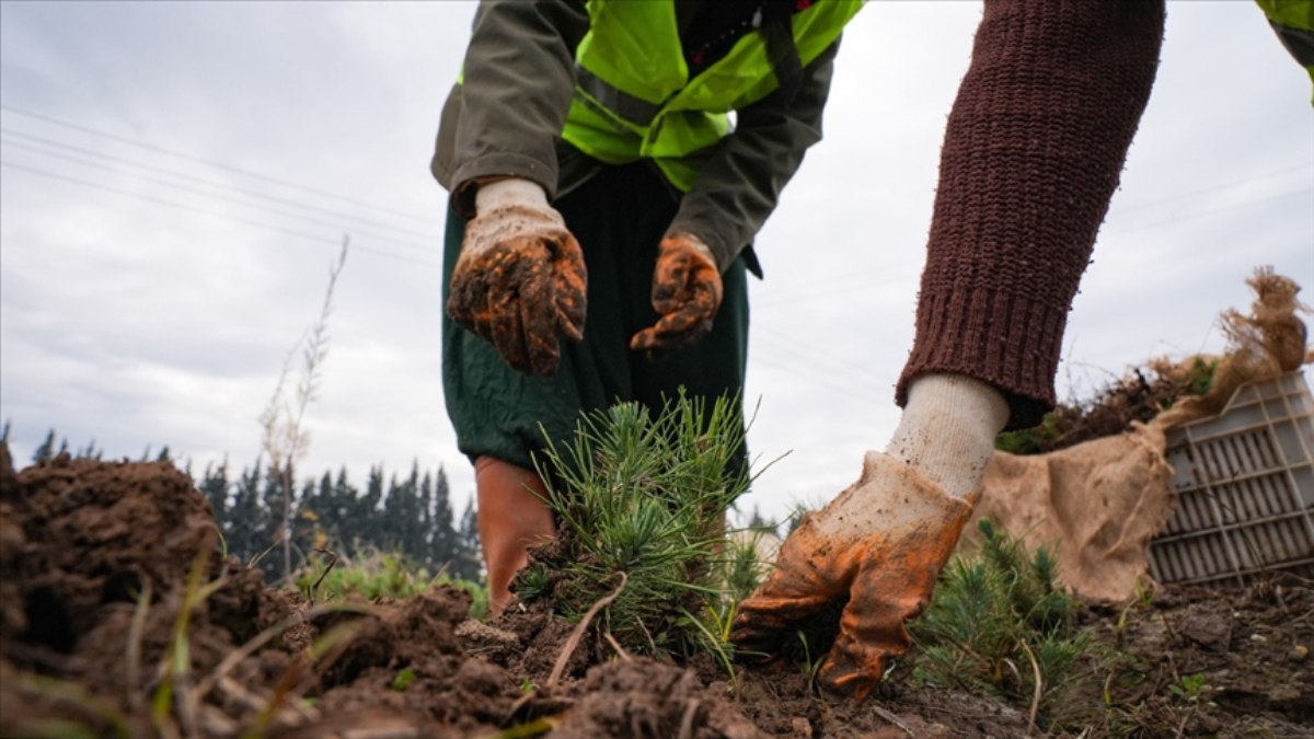Türkiye’de ormanlık alanlar genişliyor