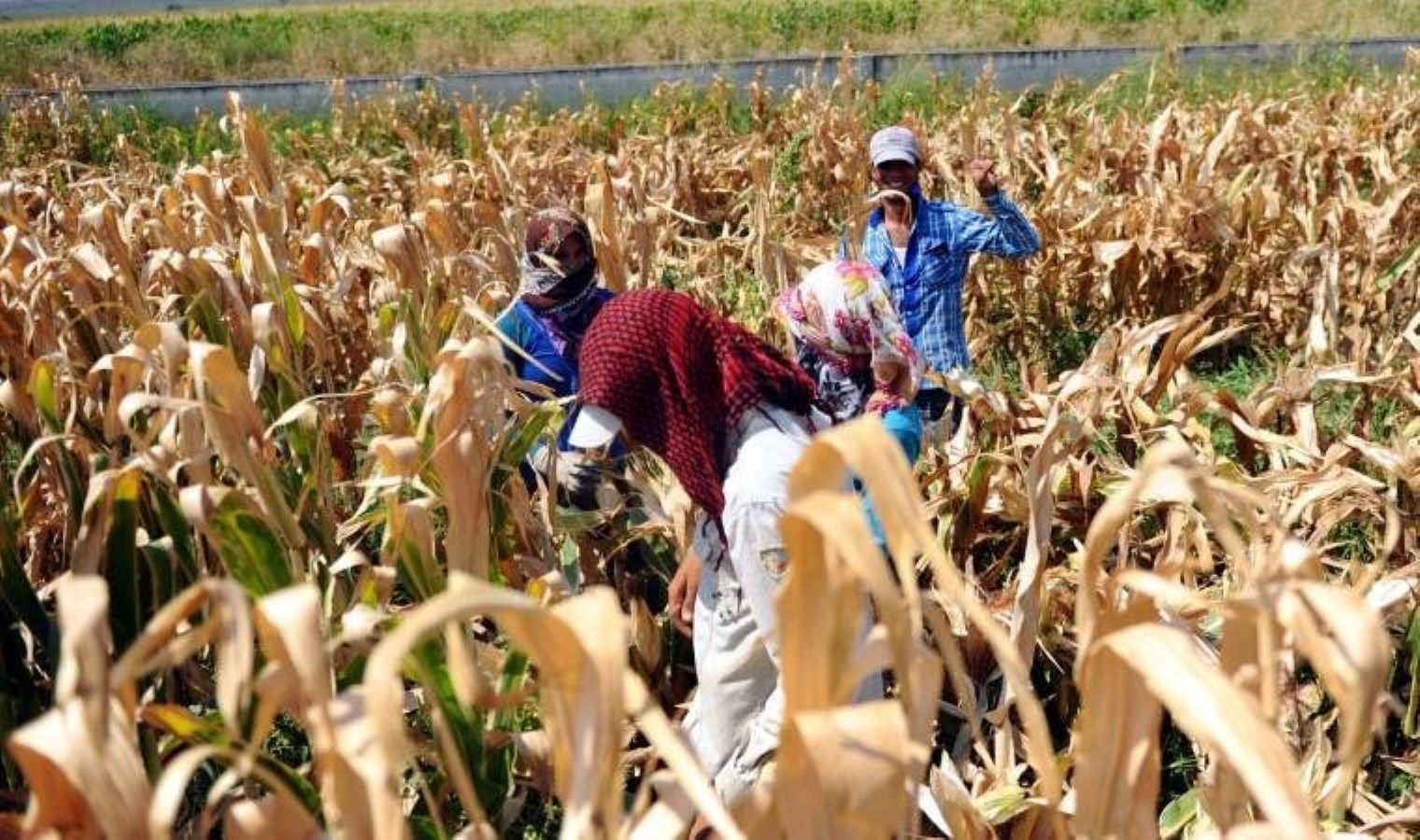 Ucuz iş gücü olarak kullanılan göçmenlerden sonra tarıma ne olacak?