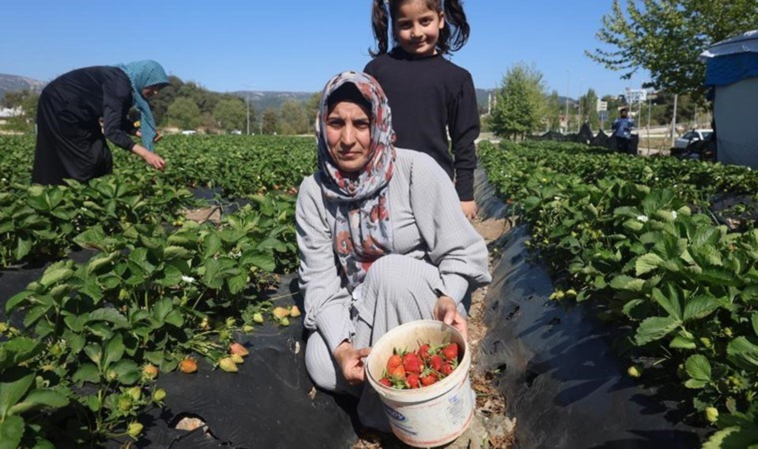 Ünü ülke sınırlarını aşıyor: Yayladağı’nda hasat vakti: 9 bin 300 ton rekolte bekleniyor!