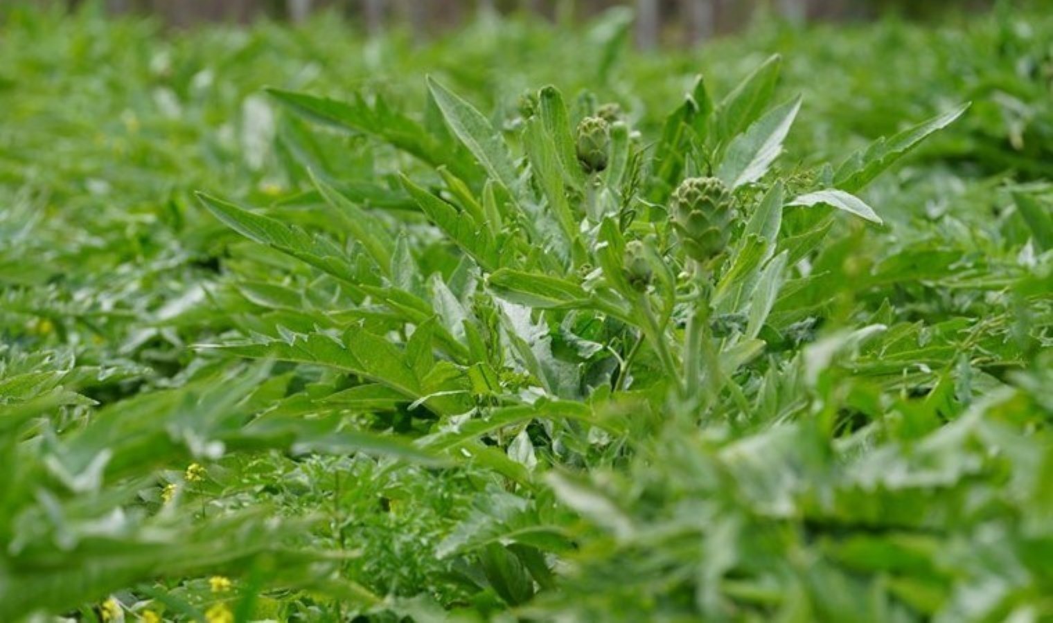 Urla Enginar Festivali ne zaman? Urla Enginar Festivali nerede?