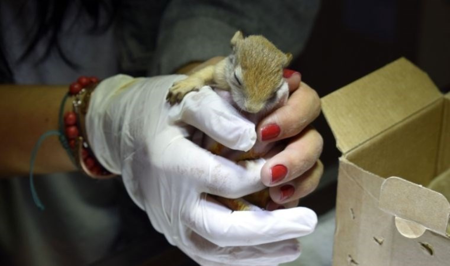 Veteriner teknikeri Doğacı, minik sincaba ‘annelik’ yapıyor