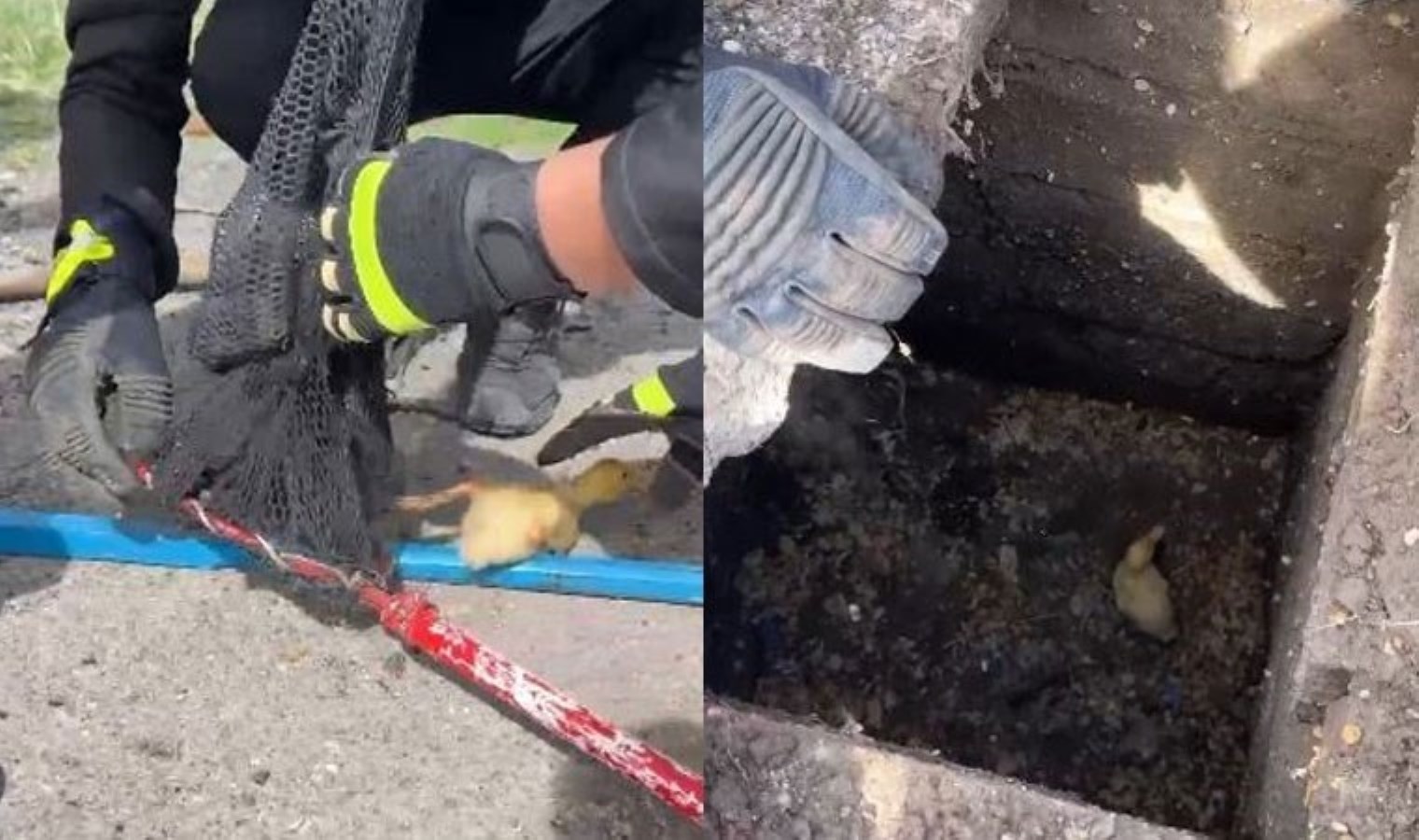 Yağmur suyu hattına düşen yavru ördek kurtarıldı