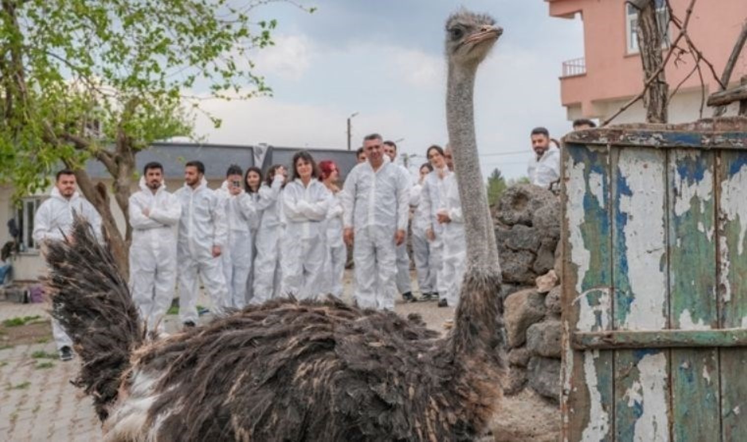 Yalnızlıktan strese girdi: Firari devekuşuna eş aranıyor