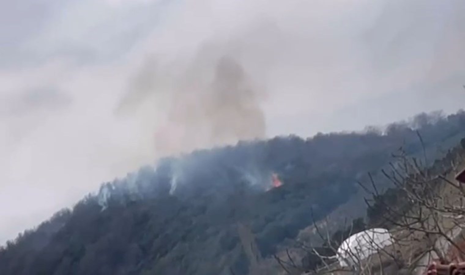 Yalova’da orman yangını