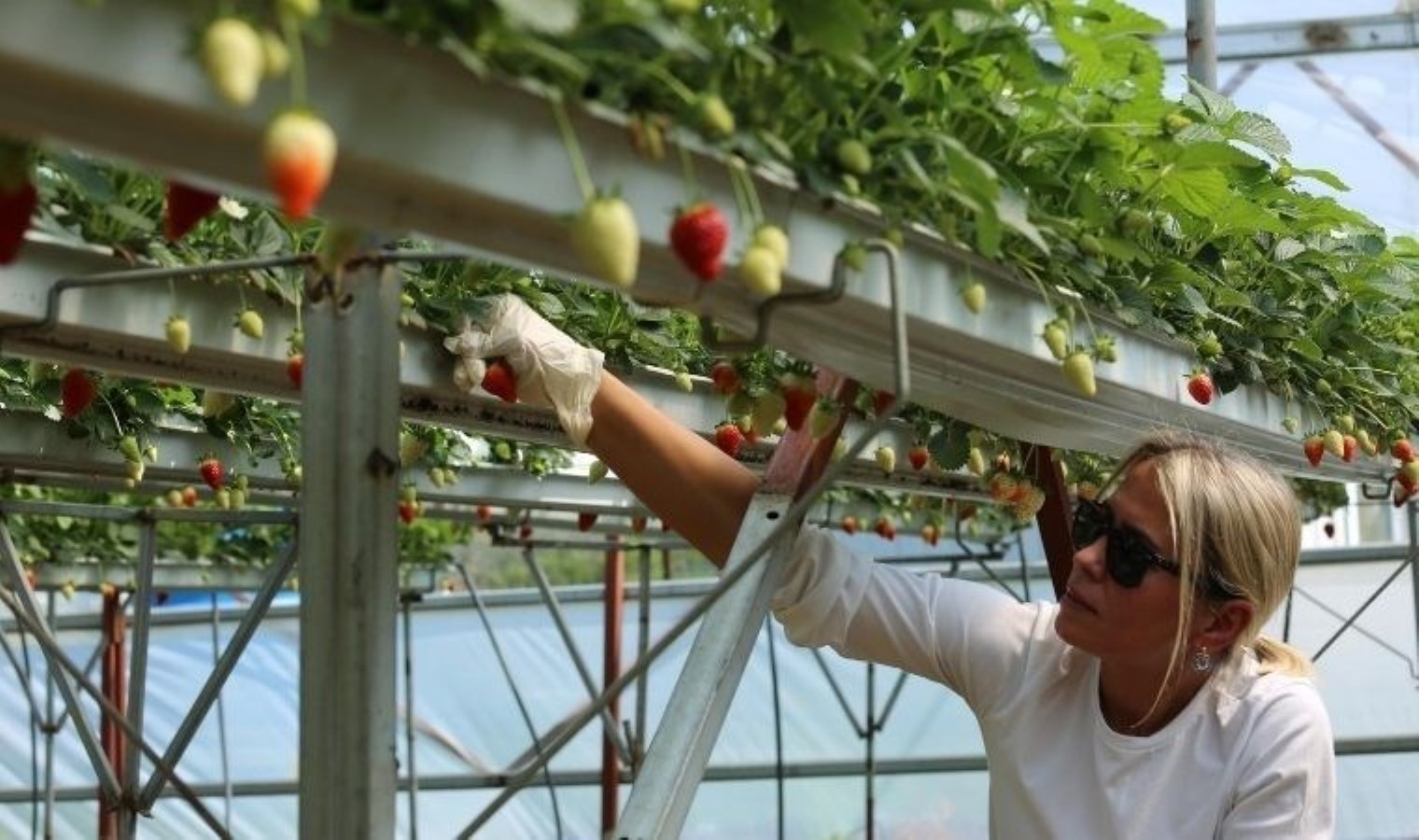 Yalova’da topraksız tarım başladı: 12 ton ürün bekleniyor