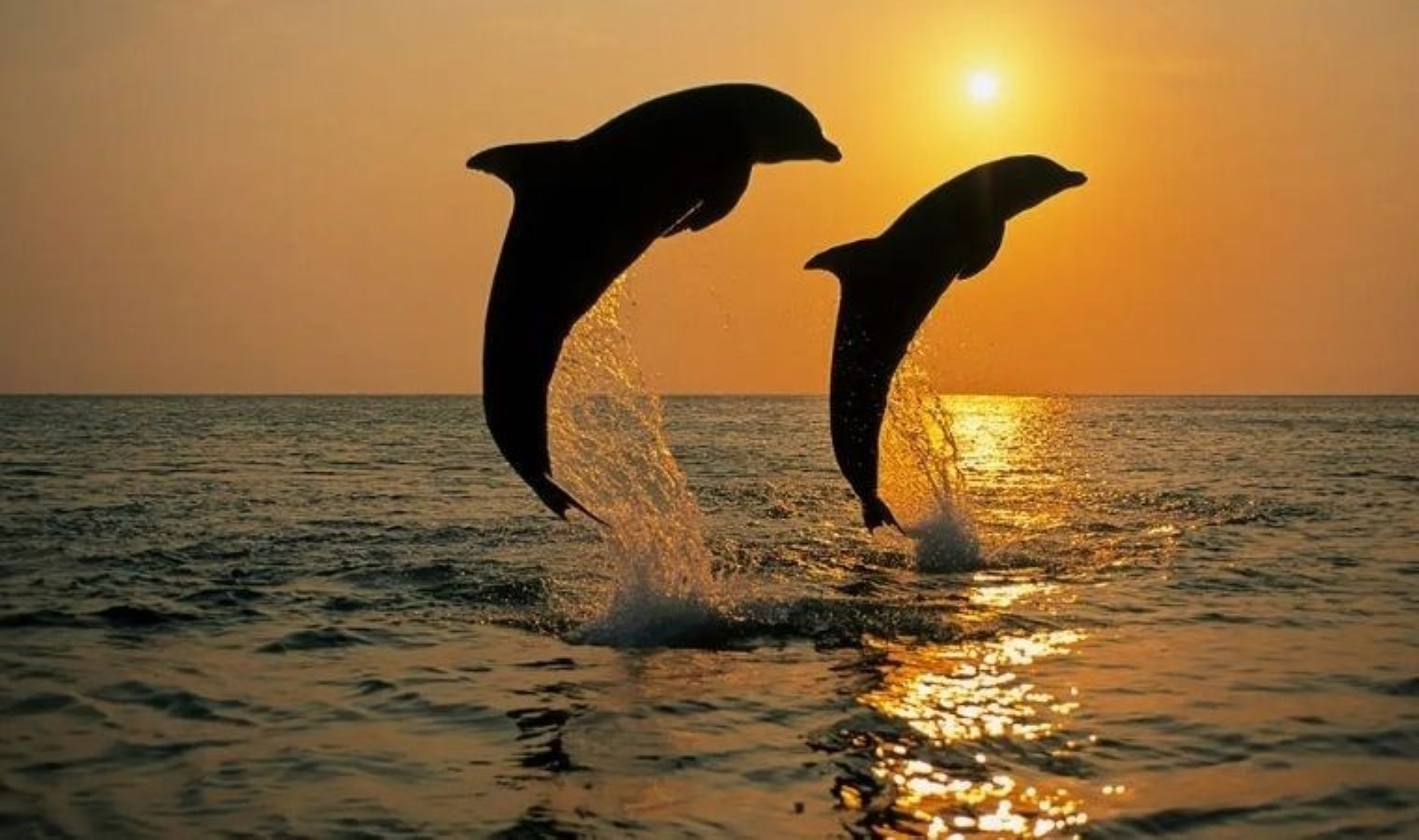 Yapay zeka hayvanlarla iletişimi sağlayabilir: Bilim dünyası yunusların dilini anlamaya çok yaklaştı