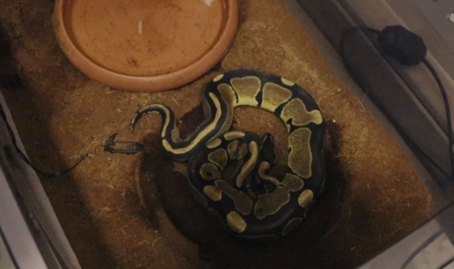 Yer: Sakarya… İş yerinde ‘kraliyet pitonu’ bulundu!