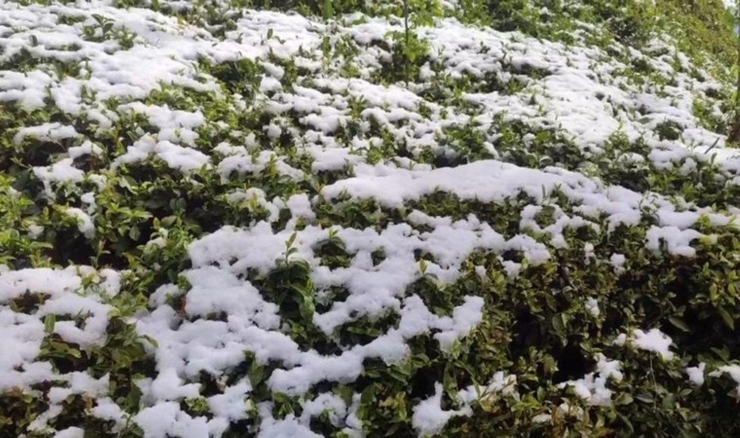 Zirai don çayı da vurdu