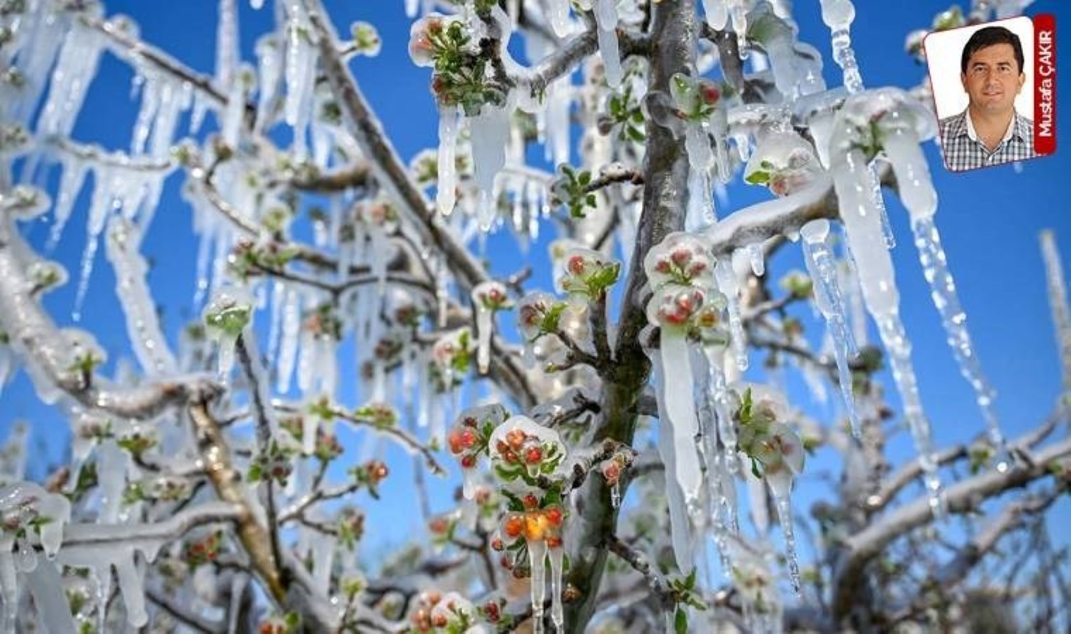 Zirai don felaketinde zararın nasıl karşılanacağı konusunda iktidardan gelen açıklamalar belirsizlik yarattı: Tazminde soru işaretleri!