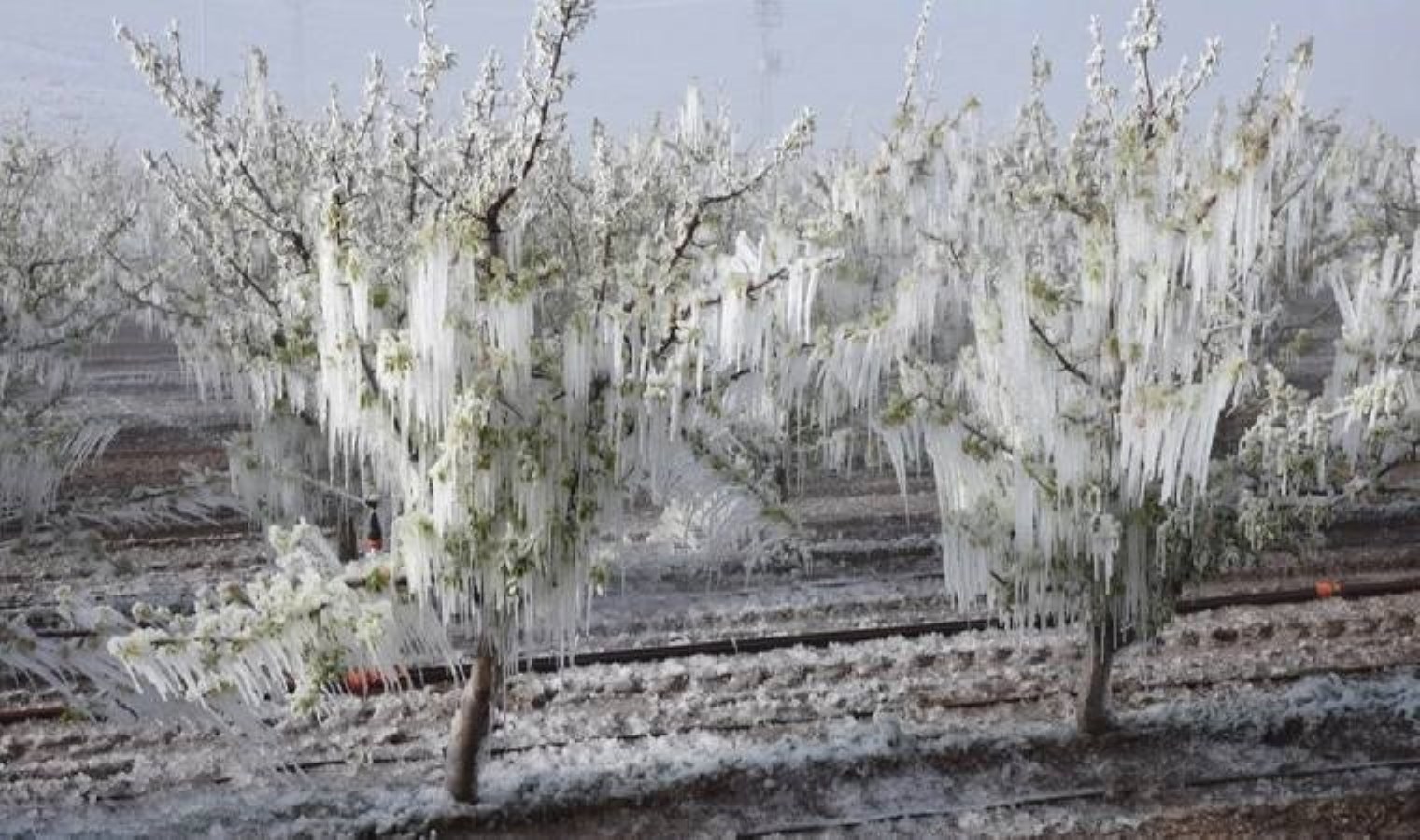 Zirai don komisyonu kararı Resmi Gazete’de yayımlandı!
