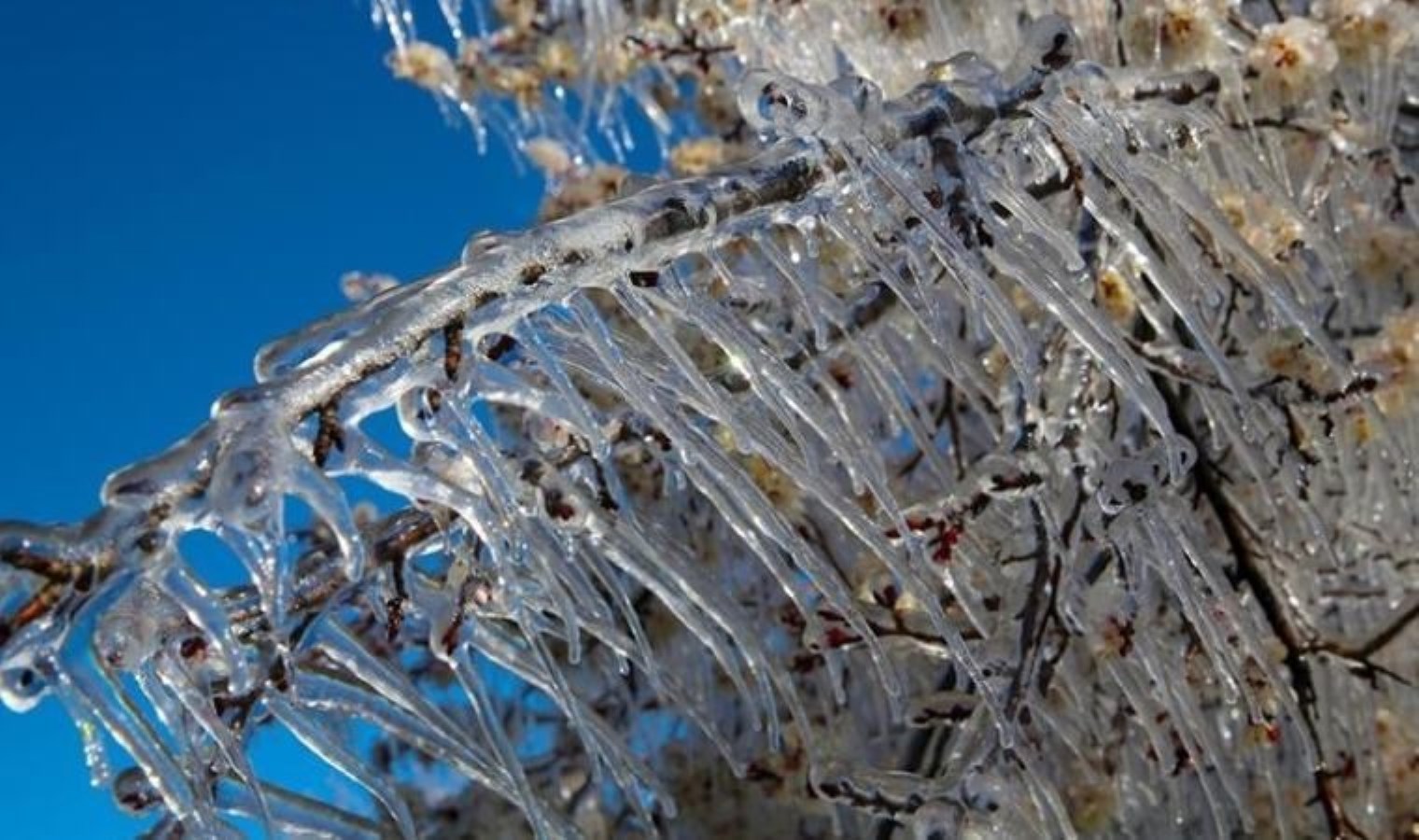 Zirai don nedir? Zirai don ne demek? Zirai dondan etkilenen iller…