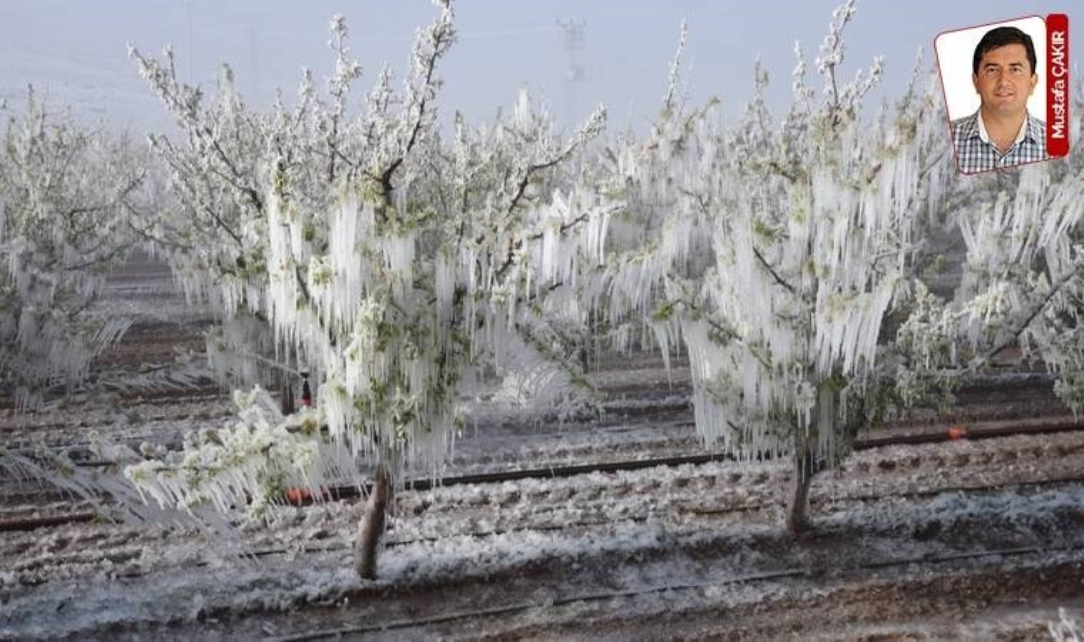 Zirai donda zararın boyutları her geçen gün daha da genişliyor: ‘Üreticinin takati kalmadı’