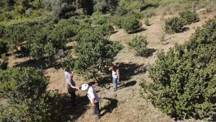 10 yıl önce dikildi, ilk hasadı için geri sayım başladı: Altın damlayan ağaç! Kilosu 30 bin TL