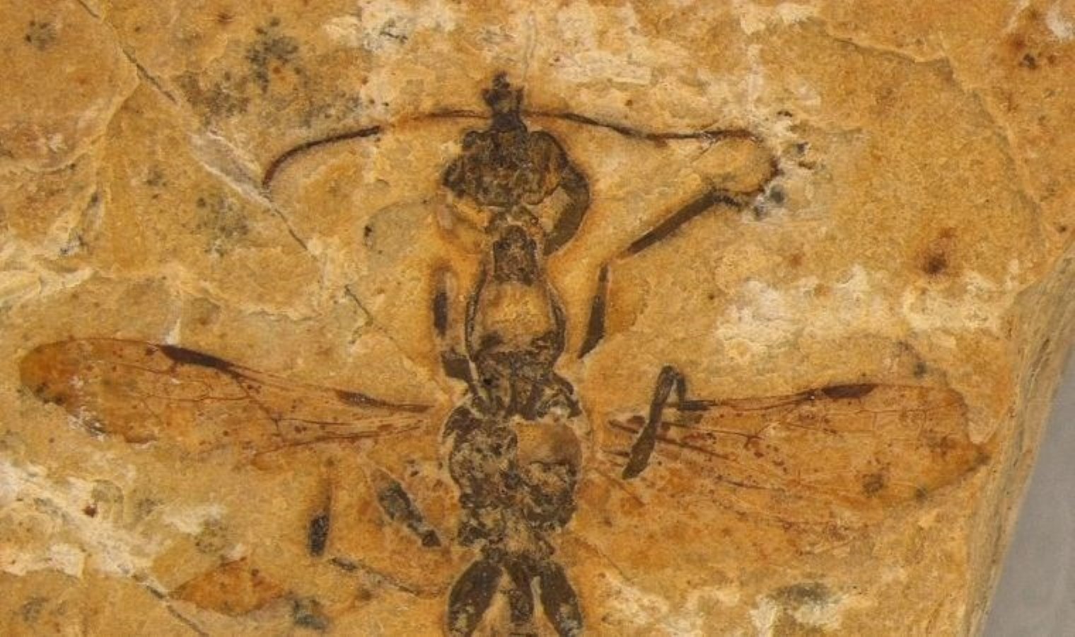 113 milyon yıllık fosil tarihi yeniden yazıyor: Bilimin bildiği en eski keşif