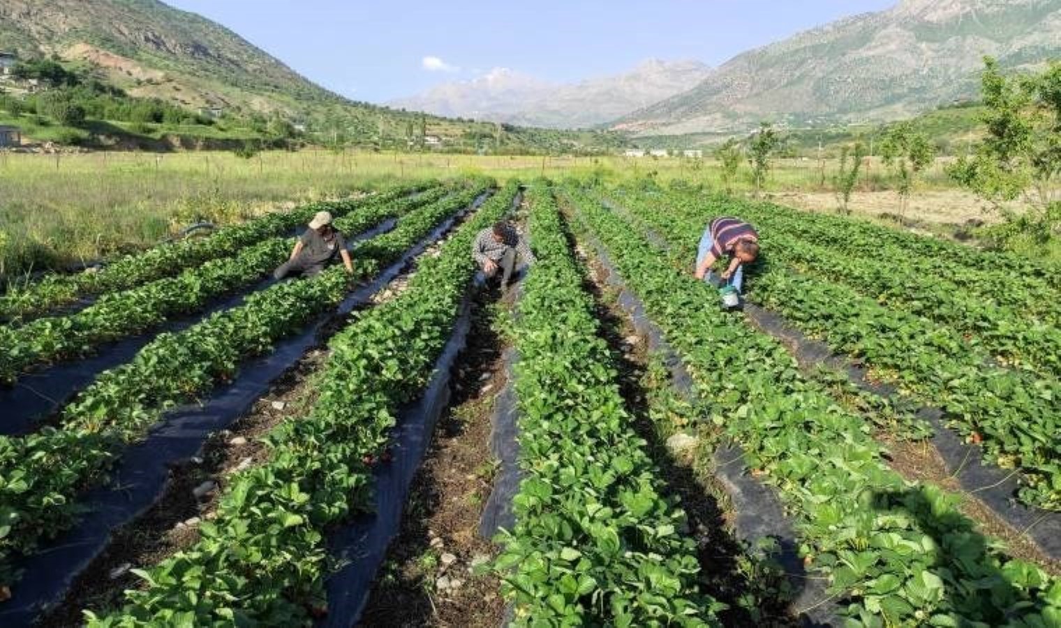 18 yıl önce deneme amaçlı ekilmişti! İlçenin geçim kaynağı oldu: Kasası 200 TL..