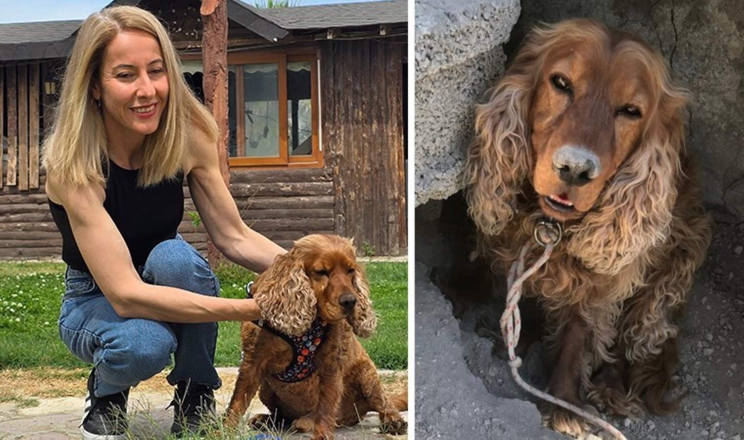 3 aydır kayıp köpeği Çilek’i ‘boş arazide’ ağaca bağlı halde buldu