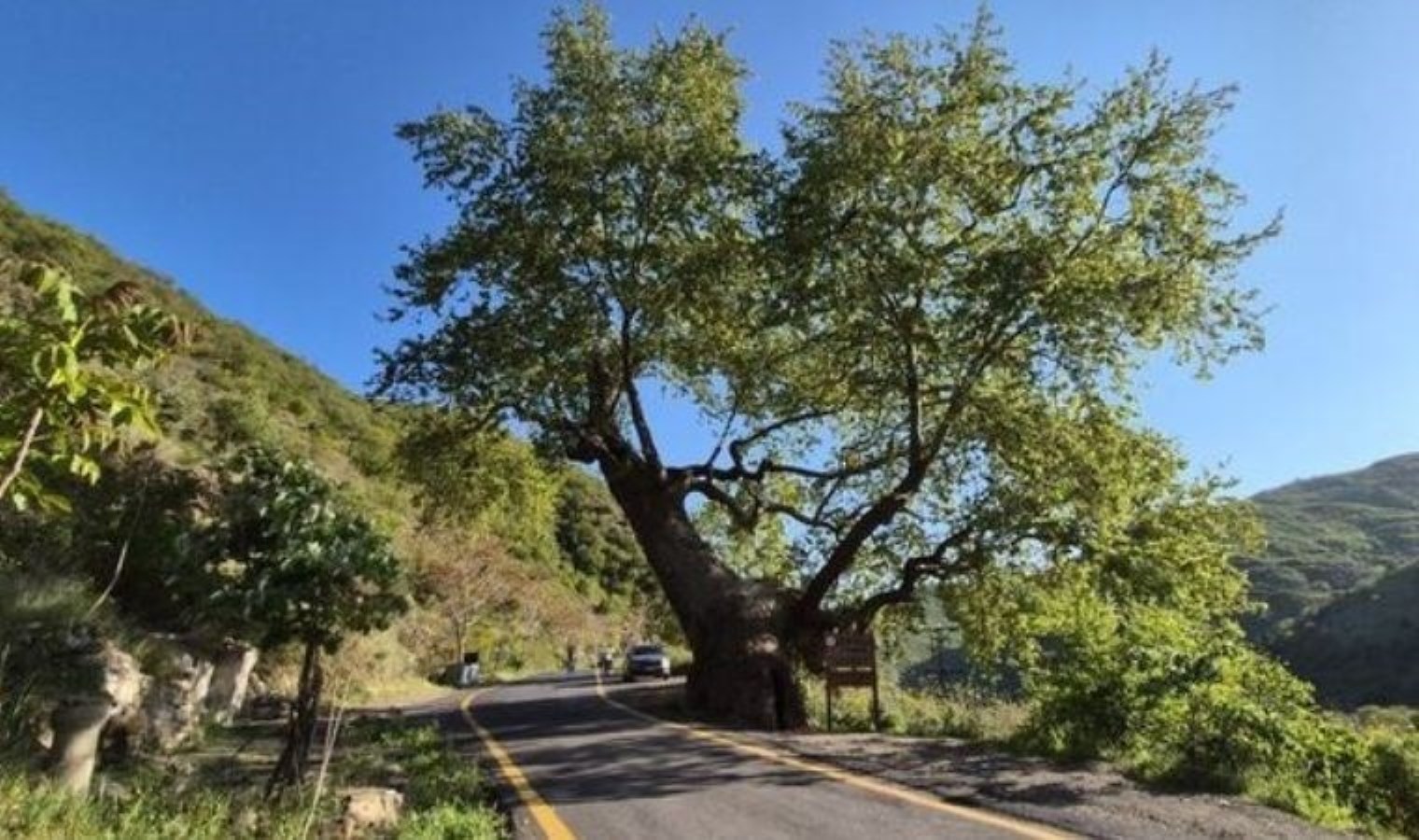 330 yıllık çınar 15 padişah, 12 cumhurbaşkanı gördü